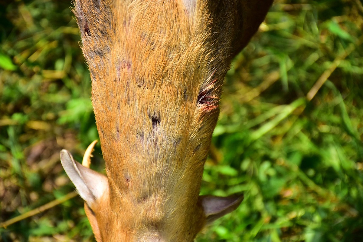 山羌的頸部有明顯的犬隻齒洞。林先生/提供