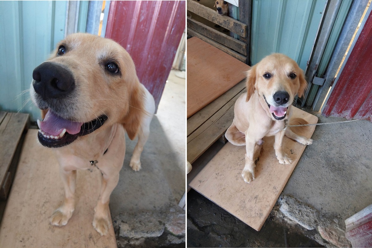 另一隻黃金目前由中華親善動物保護協會照顧,除去糾結的毛髮與壁蝨後,模樣十分可愛,目前正在接受心絲蟲治療。陳璽安/攝