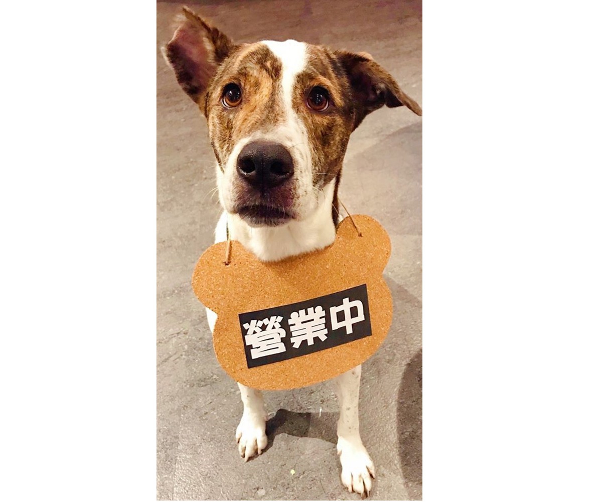 白菜媽與白菜爸一直都想擁有一間屬於自己的餐廳，在因緣際會下，餐廳順利在今年8月開幕了，餐廳名稱就叫作「白菜小姐義式坊」。取自白菜小姐PASTA粉絲專頁