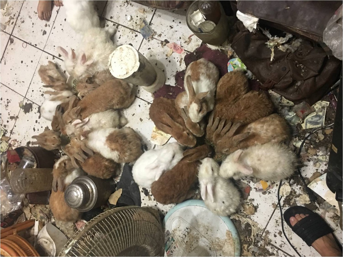 照片中可見現場環境髒亂。台灣愛兔協會/提供