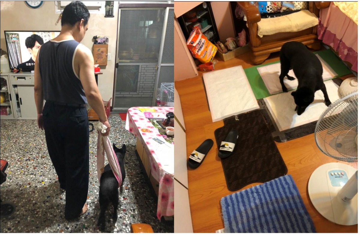 左圖為家人用毛巾為「石黑黑」復健,右圖為石家為了「石黑黑」的活動安全在家中鋪了防滑毯。新北市動保處/提供