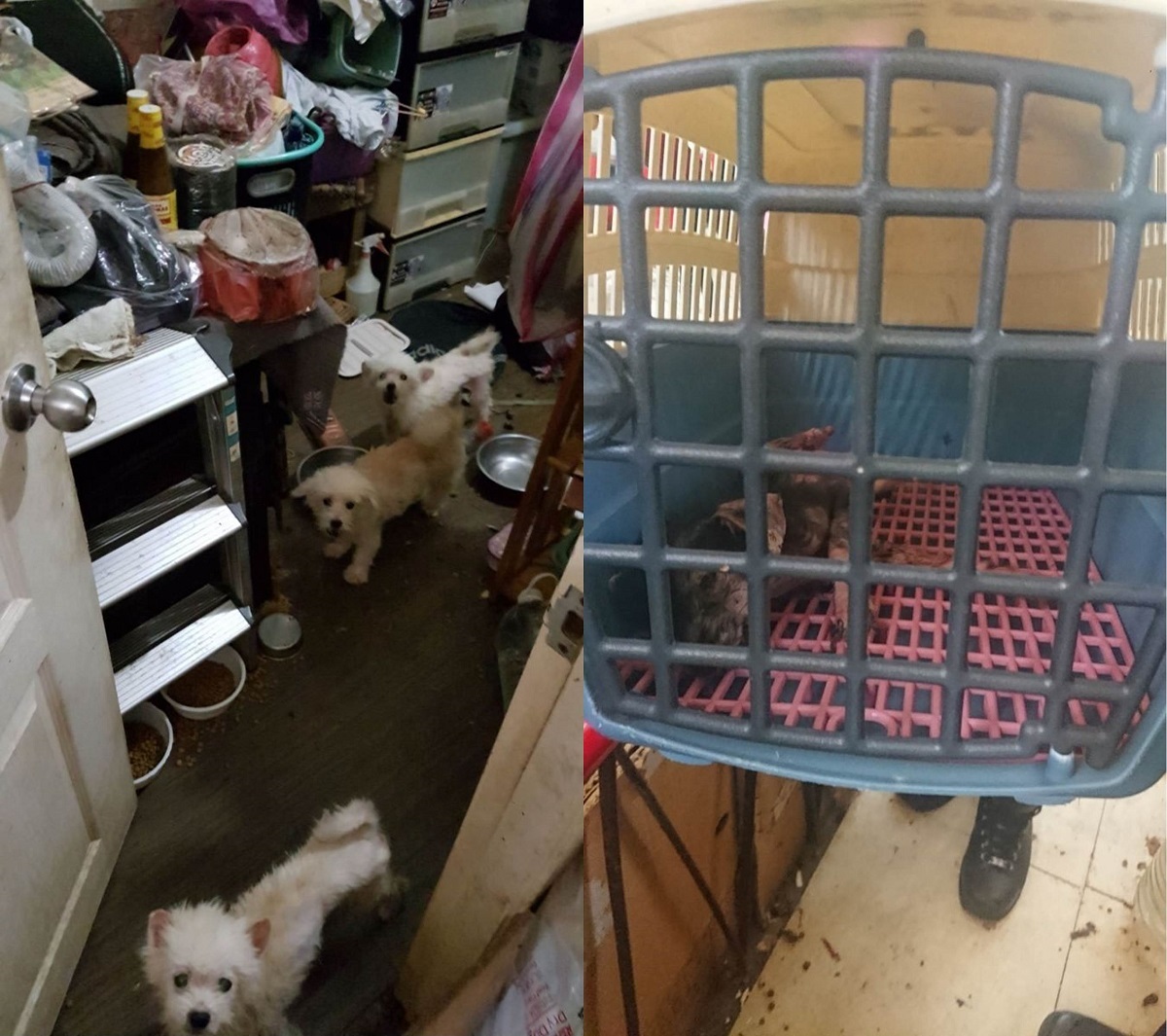現場環境髒亂,新北市動保處將虛弱的狗狗們帶回動保處緊急安置。新北市動保處/提供