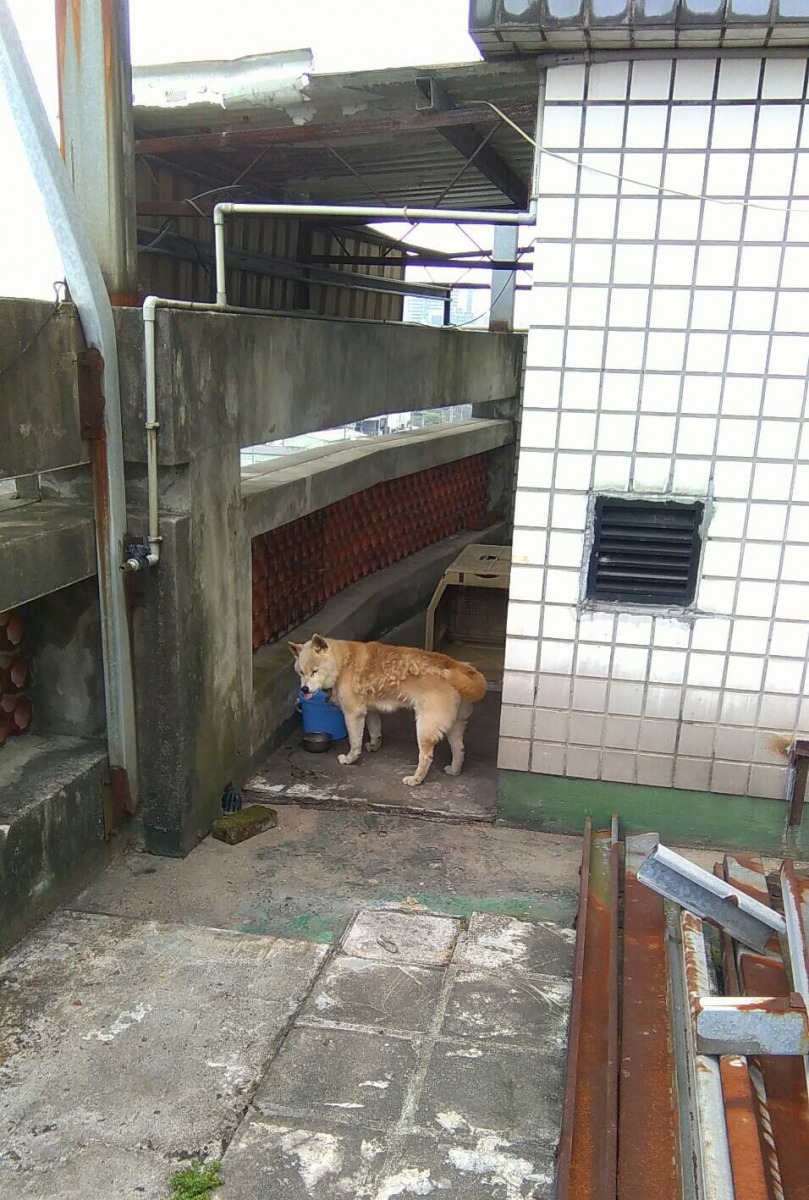 今年五月動保處曾前往勘查，發現狗狗雖然被養在陽台，但其實是有屋頂可以遮蔽，飼主也有每日提供食物跟水。新北市動保處/提供