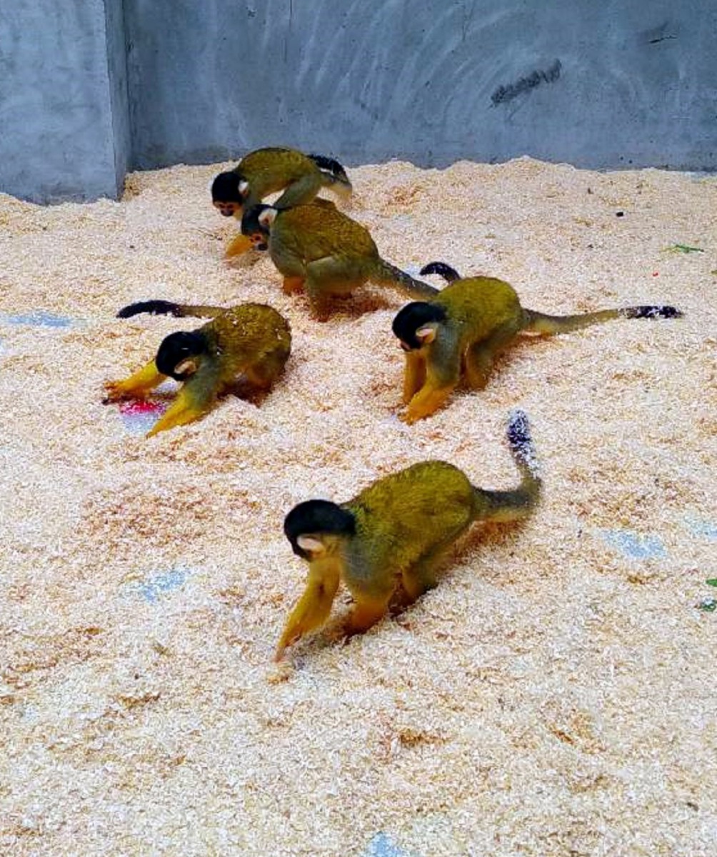 每當黑冠松鼠猴聚精會神地在木屑中翻找食物,那動作跟百貨公司週年慶時,顧客們擠在特價品攤車前,專注挑選商品的神情幾乎是一模模一樣樣。台北市立動物園/提供