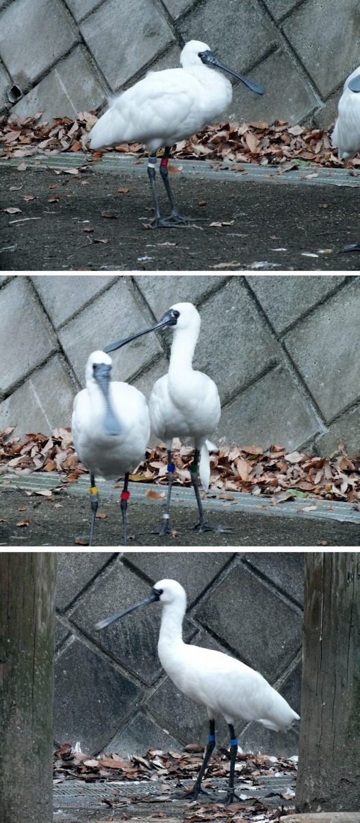 這次來台的4隻黑面琵鷺將在檢疫期後與大家見面。上:編號69、中左:編號191、中右:編號135、下:編號156。日本多摩動物公園(Tama Zoological Park)/提供