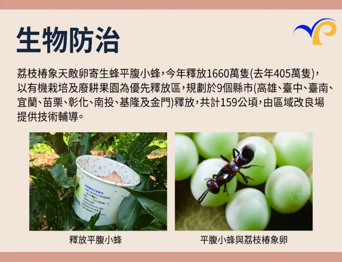 花開期應停止施藥並改用「生物防治」來防治荔枝椿象，今（2019）年農委會預計釋放1600萬隻平腹小蜂。翻攝農委會直播影片