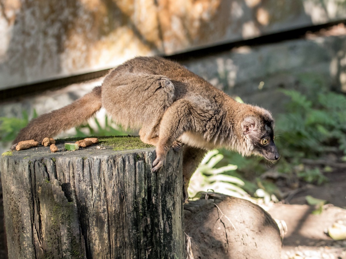「天真好奇」的褐狐猴面對毒蛇的拜訪就不像黑猩猩那麼謹慎小心,反而會忍不住近距離逗弄這類帶有尖牙的訪客。台北市立動物園/提供
