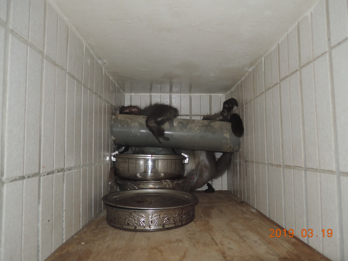 中槍的獼猴倒臥在陽台廚物櫃呼呼大睡。基隆動保所/提供