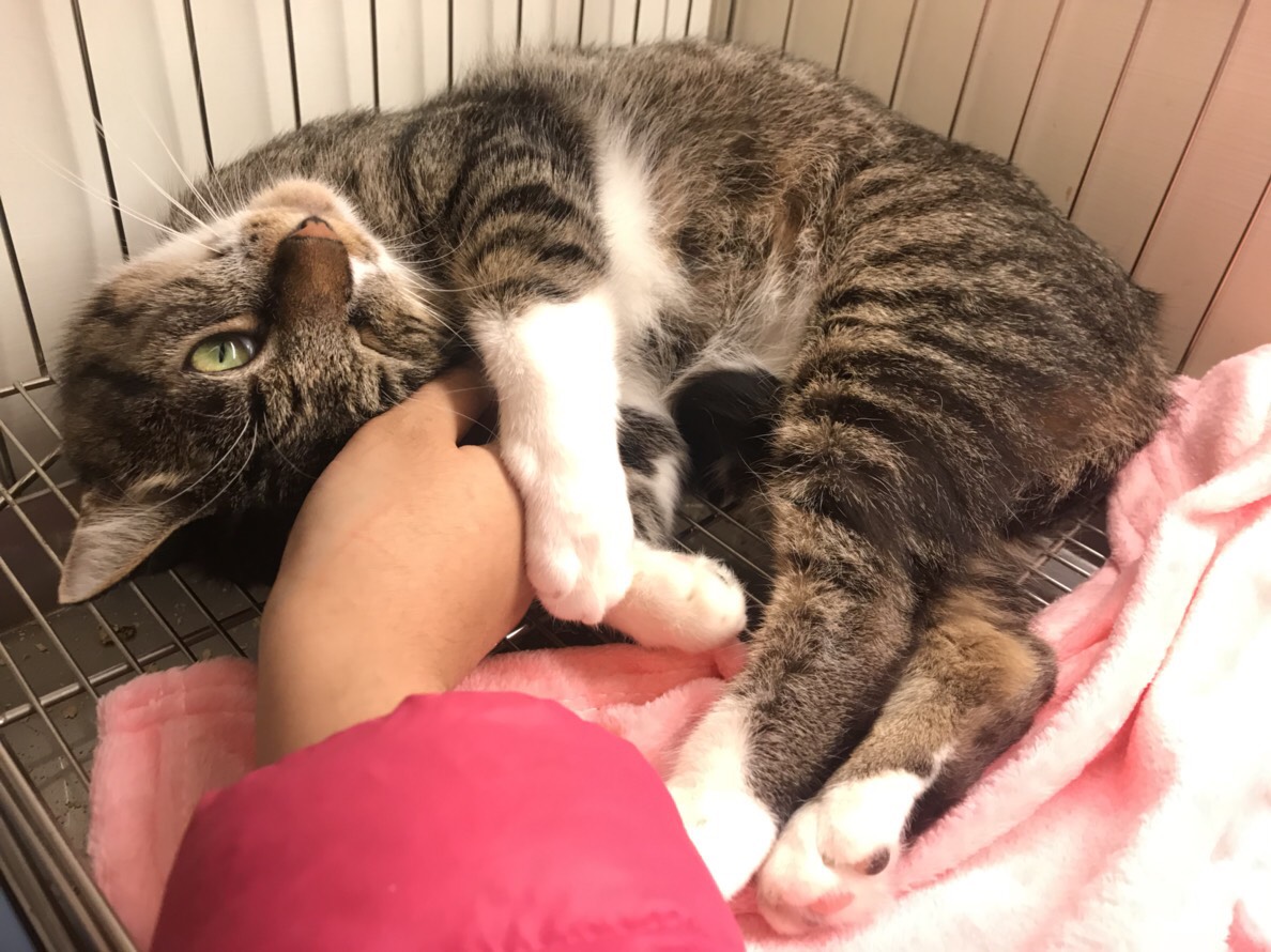 「鰲拜」在逗貓坊放鬆地對員工撒嬌，可愛的模樣擄獲了新主人的芳心。台北市動保處/提供