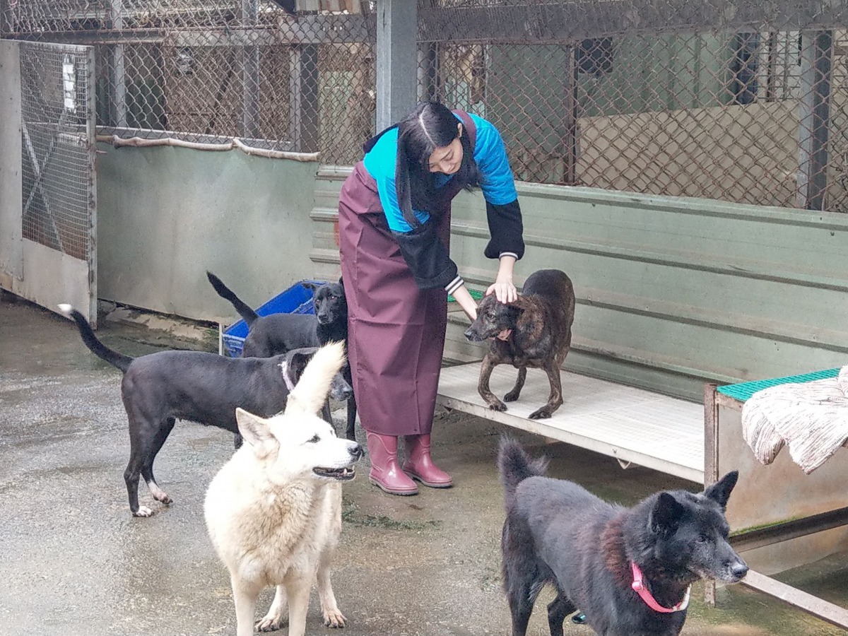 夏如芝溫柔地與狗狗們互動。中華民國保護動物協會/提供