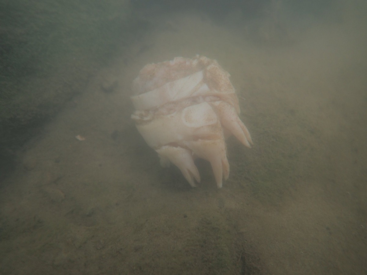 穿山甲的腳掌有被縱切的痕跡。李璟泓/提供