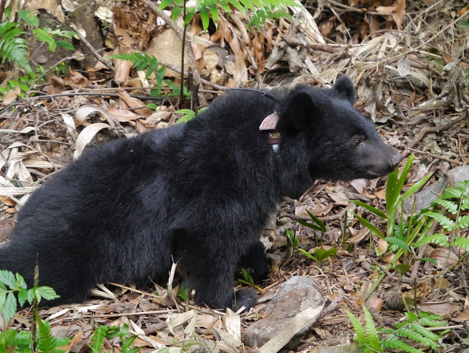 小黑熊進入森林展場後開始探索環境。資料照，林務局/提供