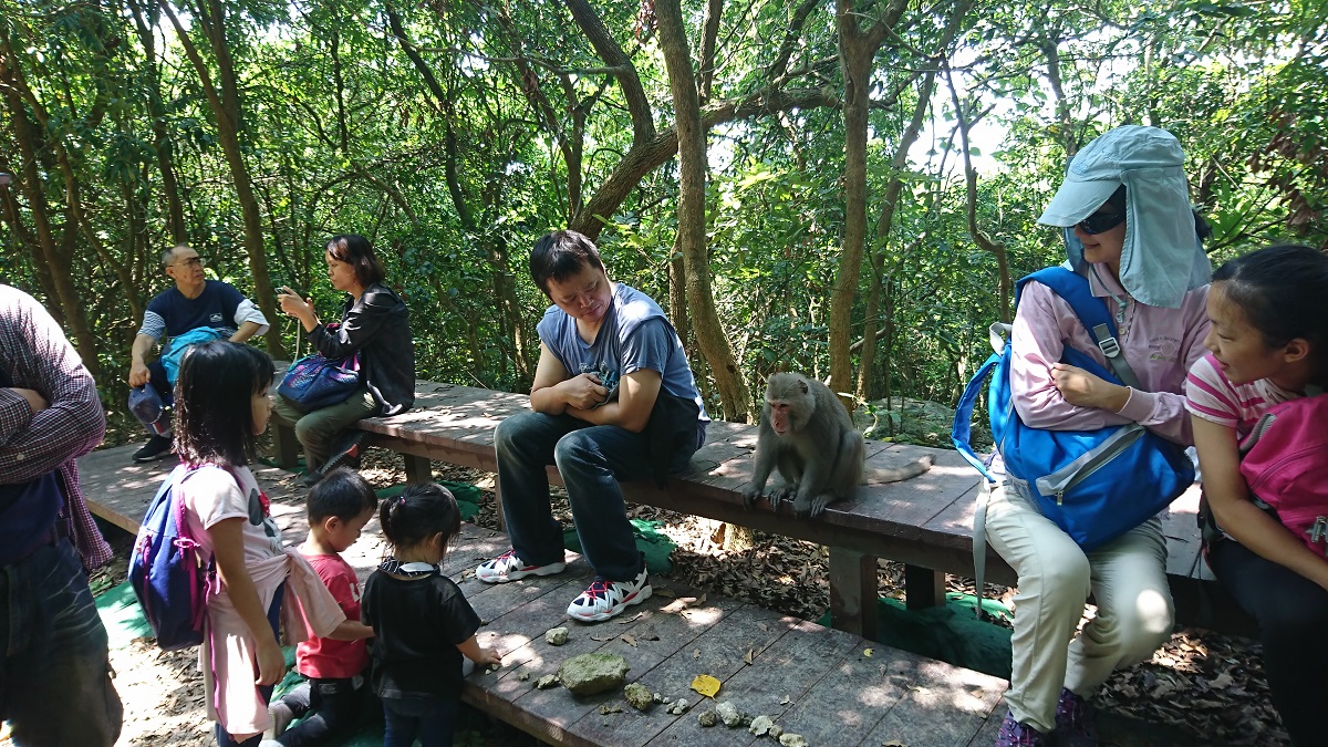 民眾也在生態導覽的過程中，學習如何與獼猴應對，近距離觀察獼猴。台灣獼猴共存推廣協會/提供