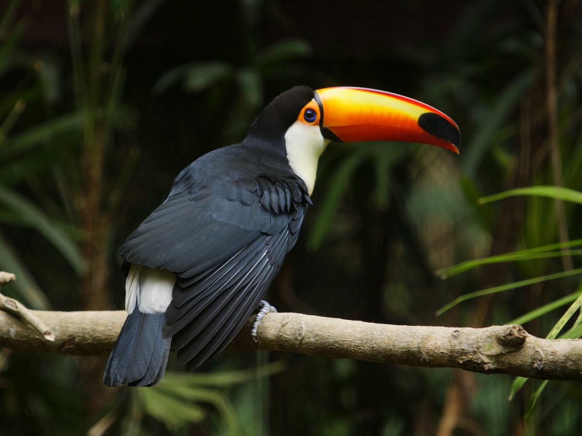 台北市立動物園規劃了「生物多樣性暨雨林超市-貨架上的雨林」特展，保護雨林讓我們從日常的消費行為開始做起！圖為巨嘴鳥，詹德川/攝
