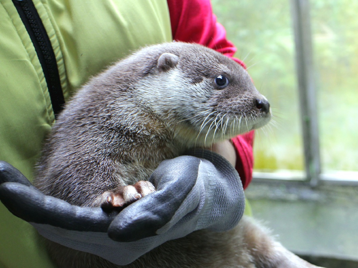 「青嶼」這個名字寓意豐富，一是與金門村落共名，二是有「青色島嶼」之意，三則是「輕語」的諧音，提醒人們對於野生動物應有的態度與尊重。資料照，尤宣雅/攝