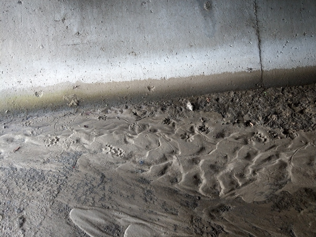 水門裡的泥濘上甚至能看到疑似石虎的足跡。(研究人員說明,當地也有貓出沒,因此不排除是貓腳印的可能性。)陳璽安/攝