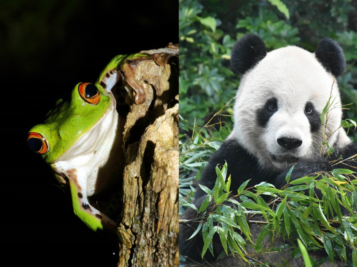 樹蛙安心住，大貓熊安心吃。台北市立動物園/提供
