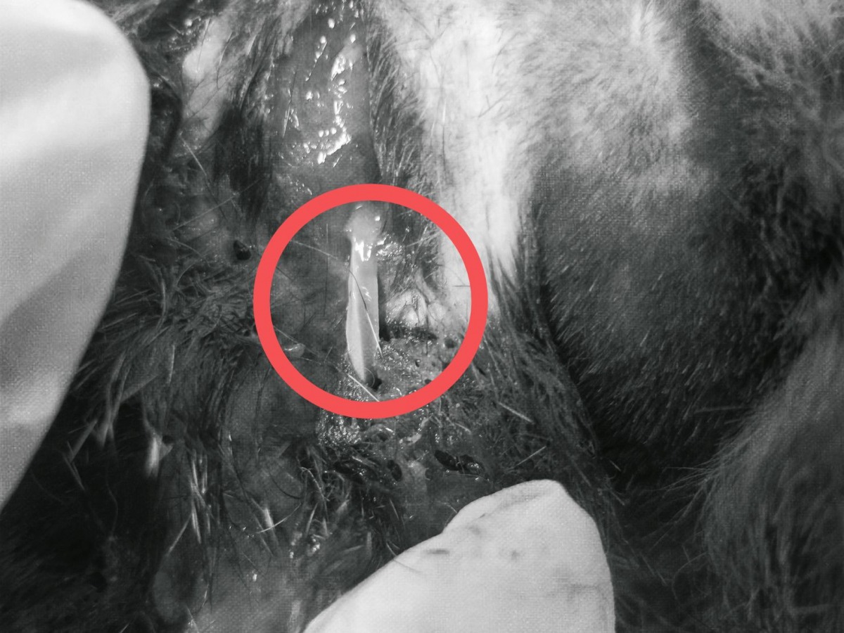 「歐米」剛被救回來時，左肩及右腋下更被橡皮筋纏繞，導致嚴重的切割傷口。紅圈處為深入肉裡的橡皮筋。新北市動保處/提供