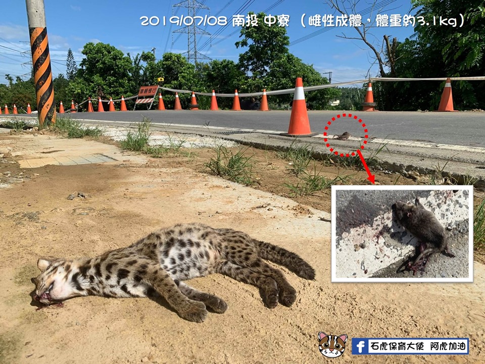 8日發生在南投中寮鄉的這起路殺，對象是一隻有生產經驗的成年母石虎。粉絲專頁「石虎保育大使  阿虎加油」/提供