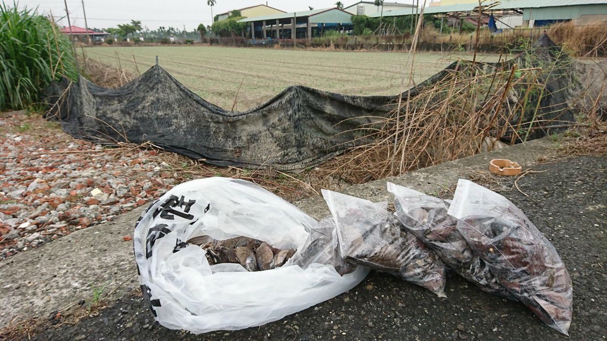 大規模的鳥屍令人怵目驚心，但小規模的案件也不容忽視。屏科大學鳥類生態研究室/提供