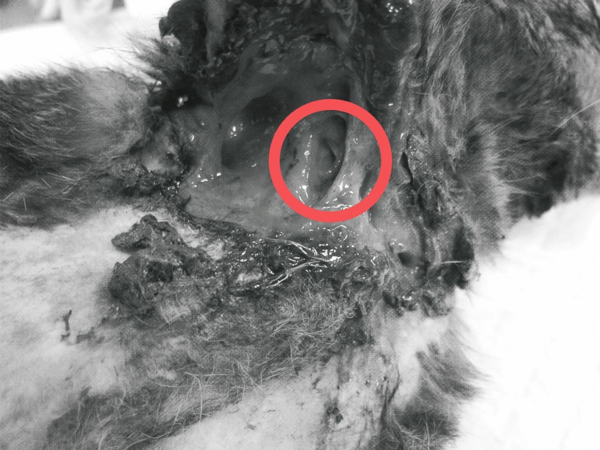 「歐米」剛被救回來時，左肩及右腋下更被橡皮筋纏繞，導致嚴重的切割傷口。紅圈處為深入肉裡的橡皮筋。新北市動保處/提供