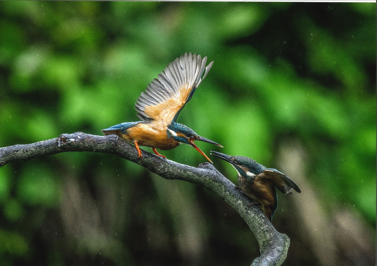 「這什麼鳥啦！」鳥類野趣快閃攝影展已搶先在台北市政府一樓大廳展出。蔡國全/攝