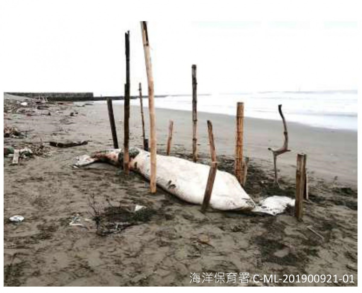 這季擱淺的鯨豚中還有一隻罕見的大村鯨。翻攝自第3季的鯨豚及海龜擱淺報告