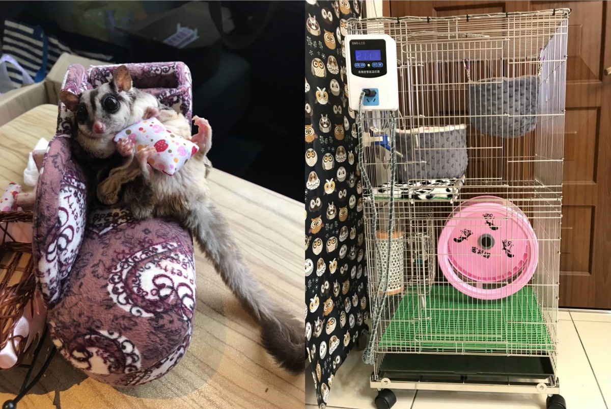 經過篩選，動保處最後決定由有4年飼養蜜袋鼯經驗的的黃先生領養，圖為可愛的蜜袋鼯與牠的新家。新北市動保處/提供