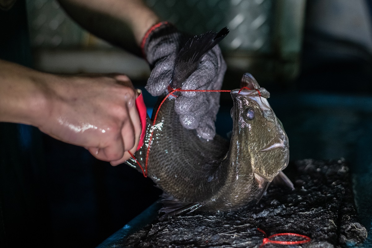 魚類在飼養、捕撈、運輸、屠宰等階段受到緊迫壓力，都將影響食用水產品的品質。資料照，台灣動物社會研究會/提供