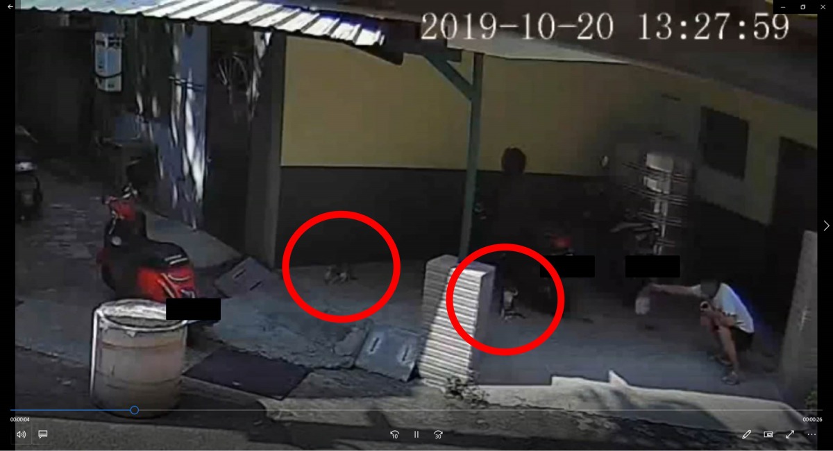監視器曾拍到彭男以食物引誘街貓。紅圈處為街貓,志工邵先生/提供