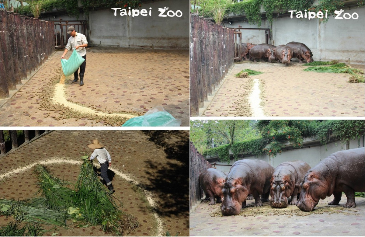 平常大多泡在水中的河馬們,將在用餐食間齊聚一堂。台北市立動物園/提供
