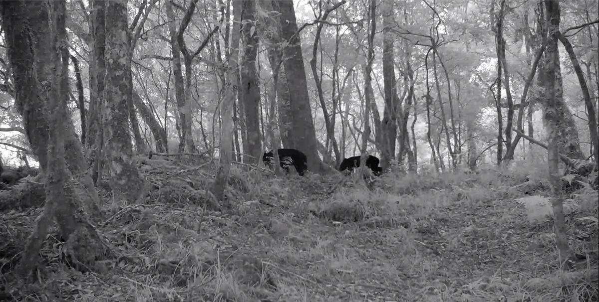 除了南安小熊,自動相機拍攝到母子熊與其它黑熊。台灣黑熊保育協會/提供