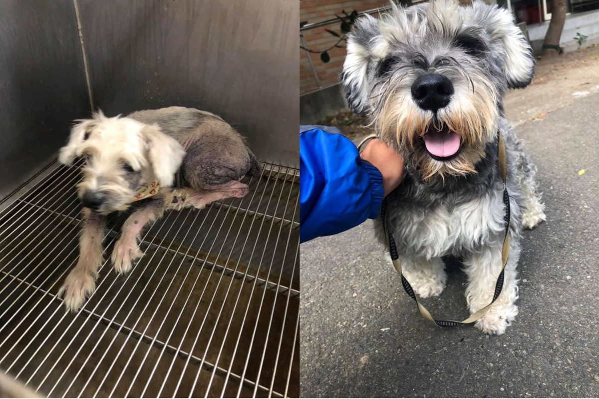 馬爾濟斯有皮膚疾病,正在接受治療,四隻狗將會在絕育後開放民眾認養。翻攝自新竹縣流浪動物珍愛協會粉絲專頁