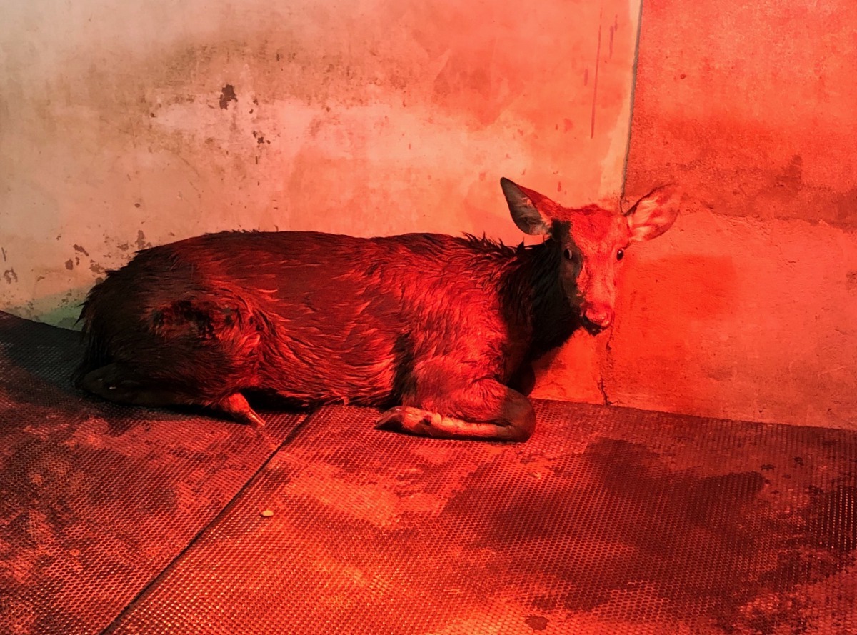 這頭水鹿於28日凌晨不幸因為嚴重緊迫,引發白肌病死亡。高雄市動保處/提供