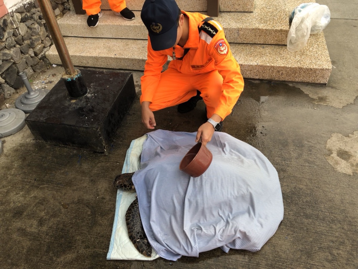 海巡人員以舊床單覆蓋綠蠵龜,持續淋水保濕。海巡署北部分署/提供