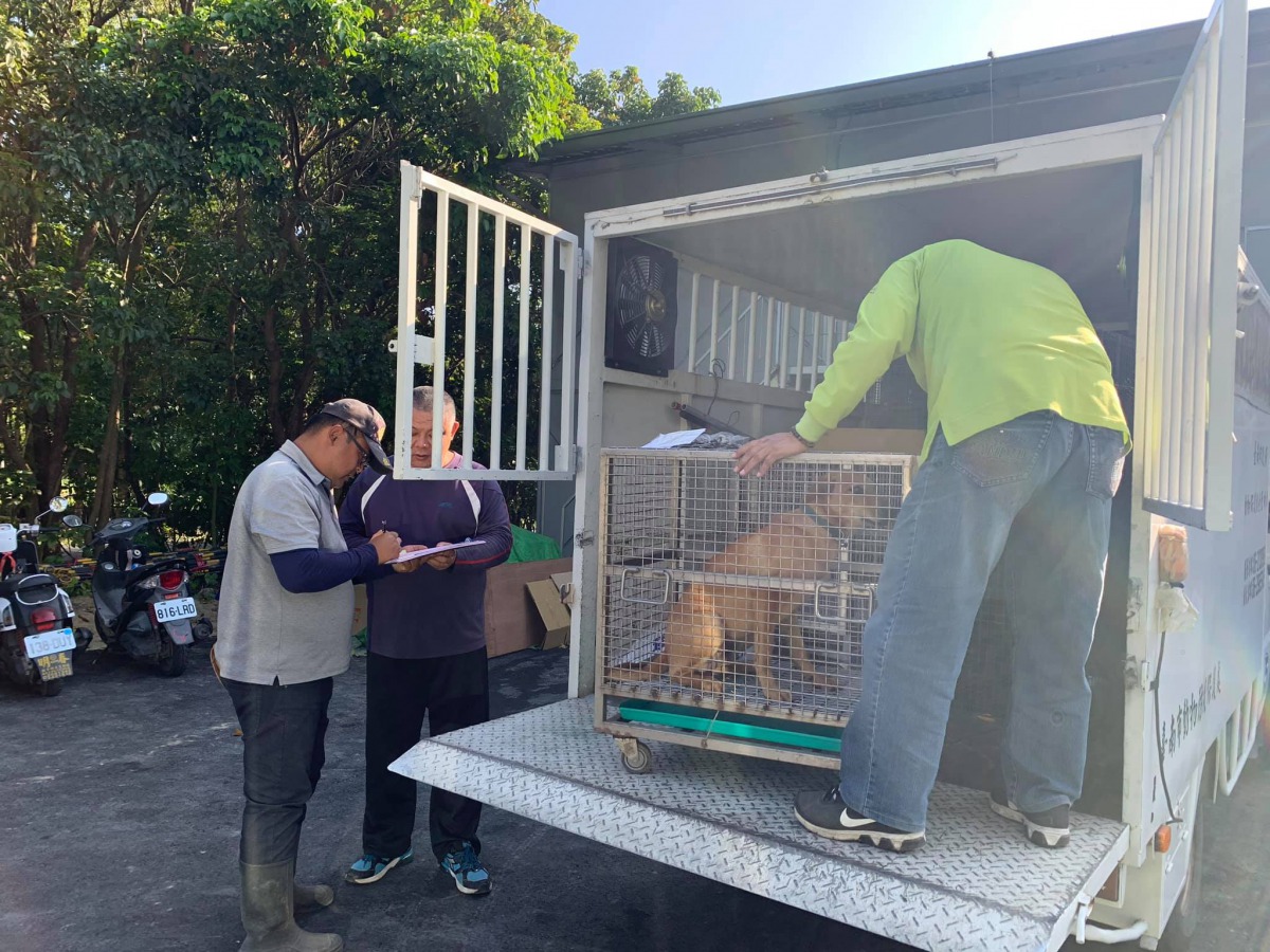 收編的第一步就是帶牠結紮、打晶片。取自台南山上花園水道博物館粉絲專頁