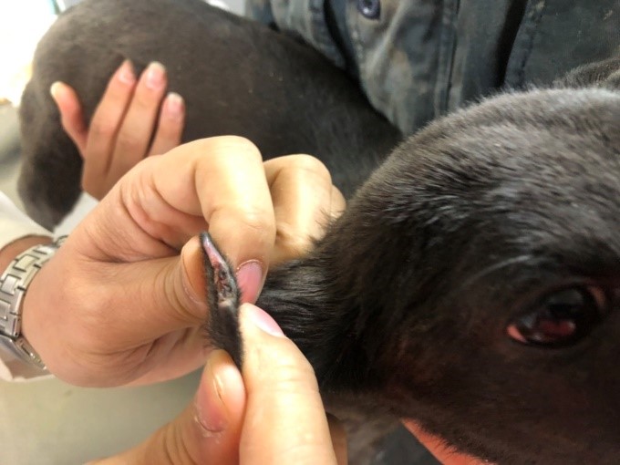 桃園市獸醫師公會表示「小甜心」的傷口處理沒有問題,傷口癒合正常。桃園市獸醫師公會/提供