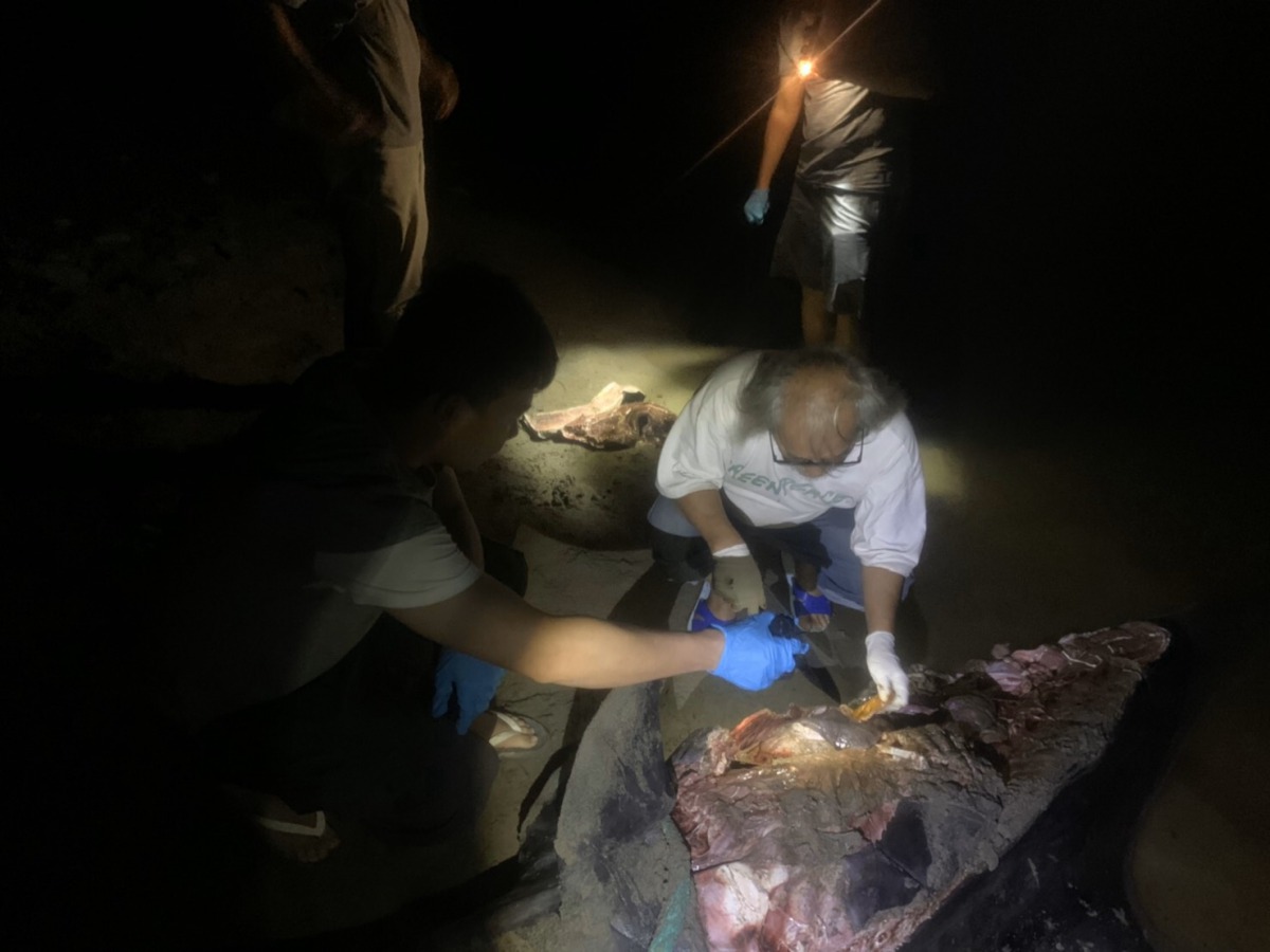 成功大學海洋生物及鯨豚研究中心王建平教授研究團隊到場協助處理。海巡署/提供