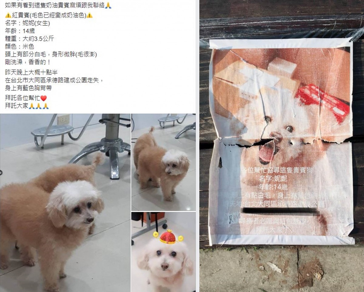 「妮妮」在今年一月走失，當時飼主曾在各大社團張貼協尋文，也曾製作傳單尋找「妮妮」。翻攝自網路
