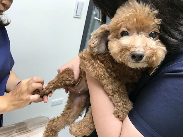 甘小姐表示，威威平常很安靜，看到高姓員工才會尖叫。臺北市支持流浪貓絕育計劃協會/提供