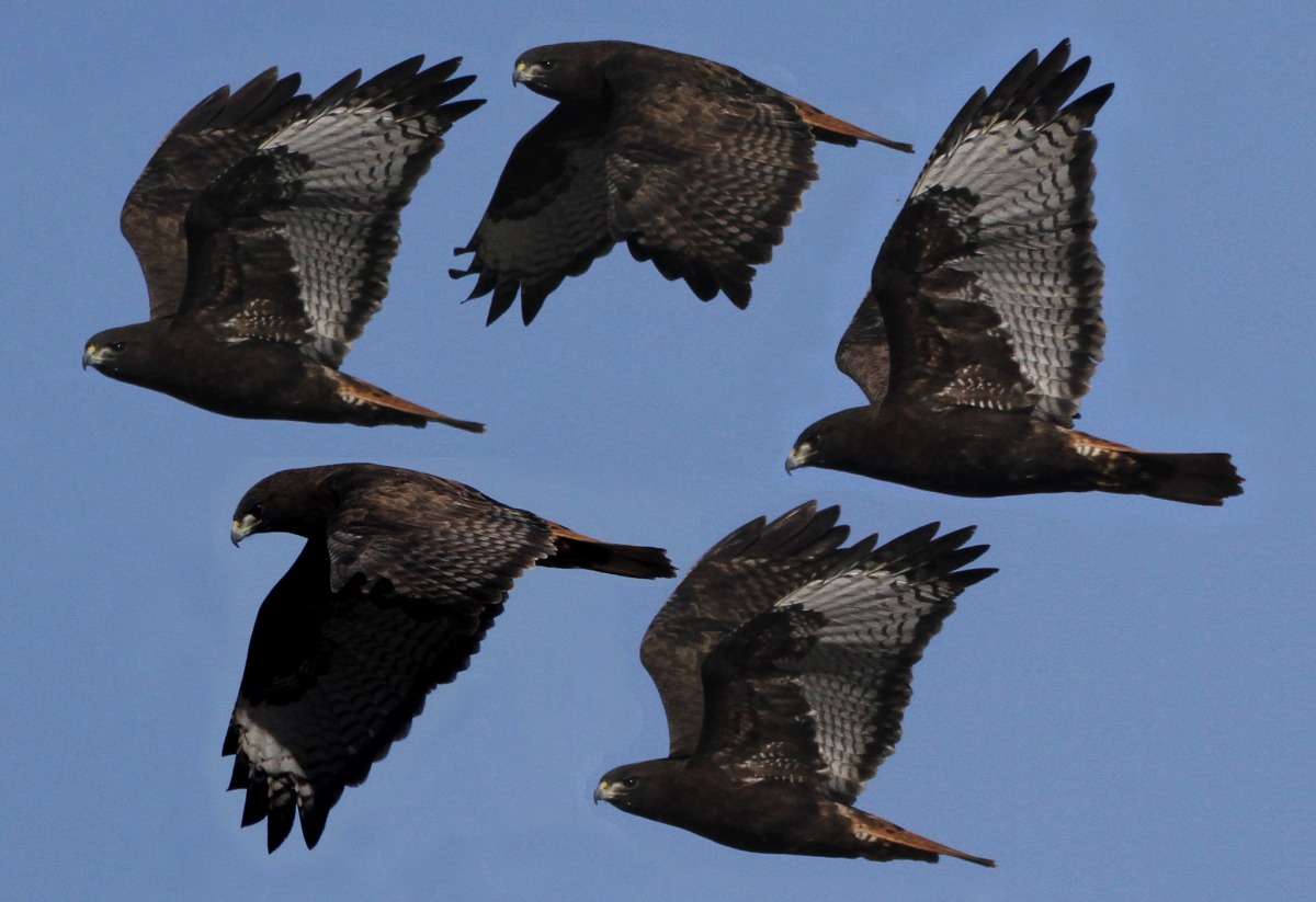 今年的臺灣新年數鳥嘉年華將由16日展開，任何年齡、職業的民眾皆可報名參加。圖片取自Flickr