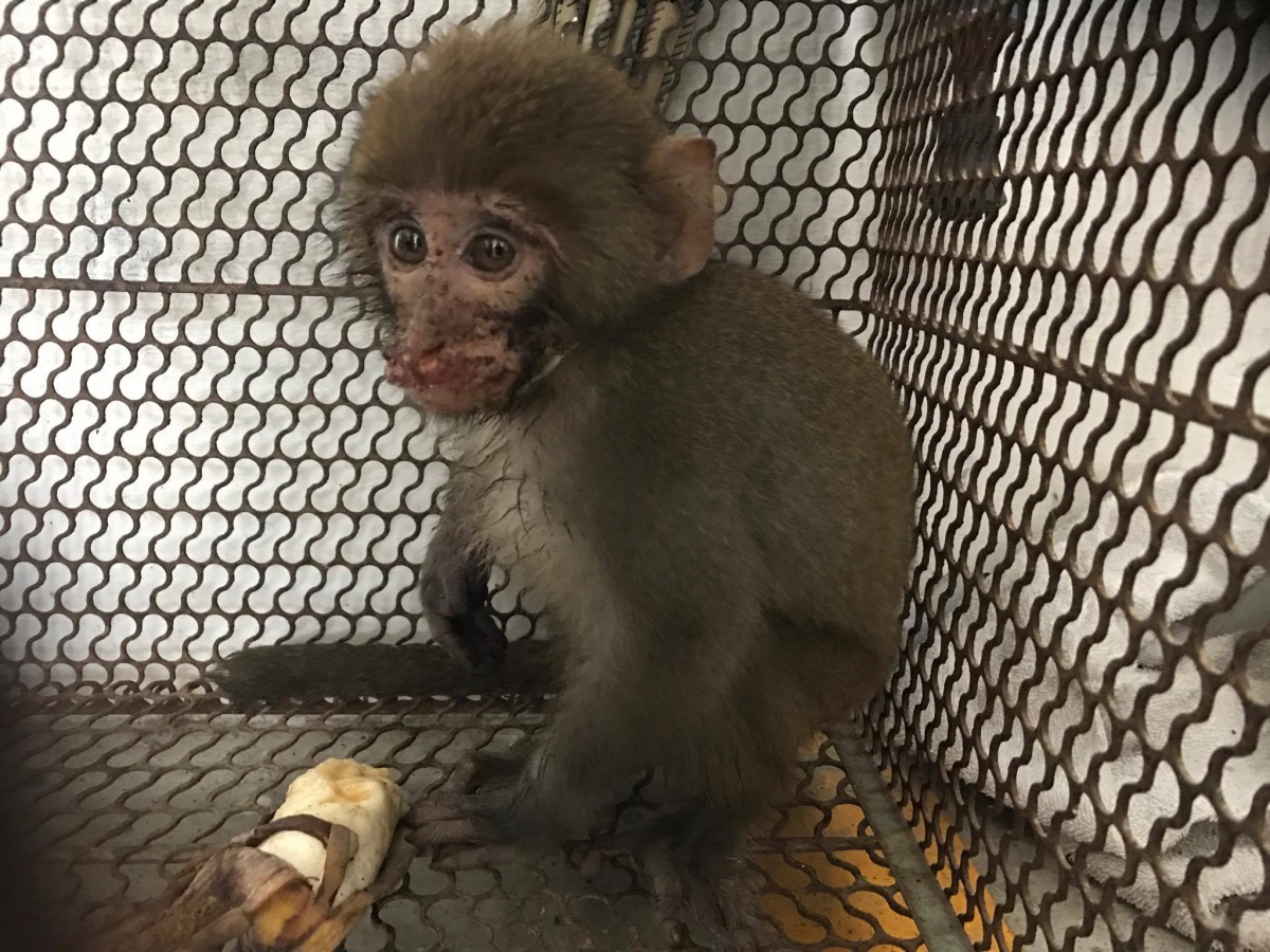 儘管明文規定禁用捕獸鋏，卻一再傳出噩耗，究竟問題出在哪裡？曾翌碩/提供