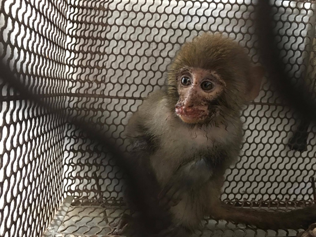 這隻約1個月大的台灣獼猴，便因為斷爪而與族群分離，難以回歸自然，恐需終生待在收容中心。台灣動物新聞網資料畫面，曾翌碩/提供