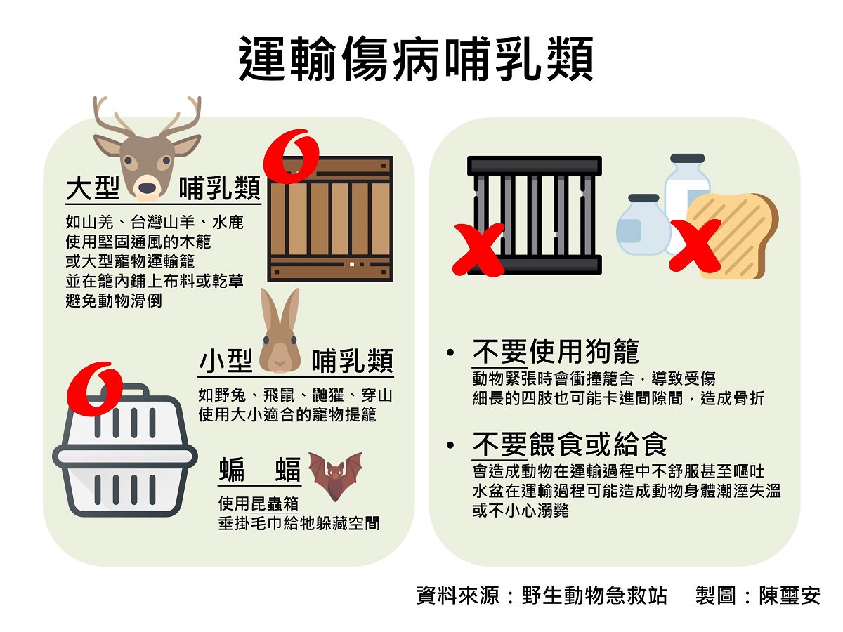 運輸傷病哺乳類。野生動物急救站/資料來源，陳璽安/製圖