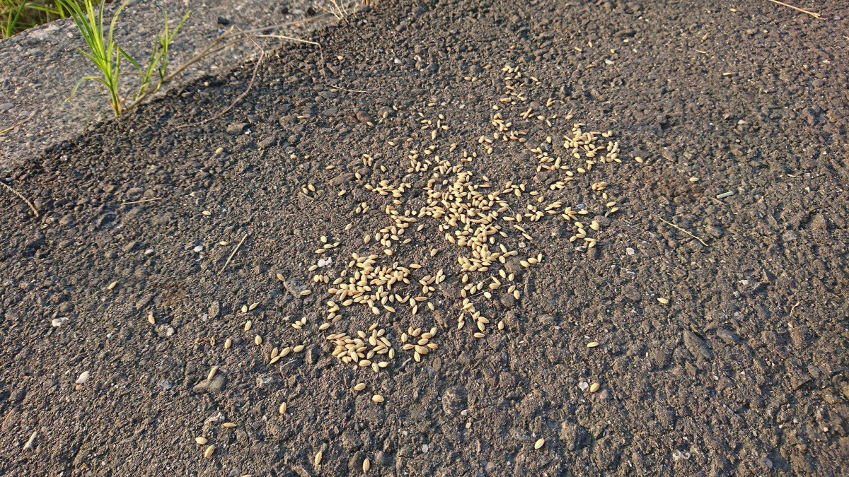 有些農民為了保護農作，會將稻穀浸泡於農藥加保扶，吸引鳥類食用。屏科大學鳥類生態研究室/提供