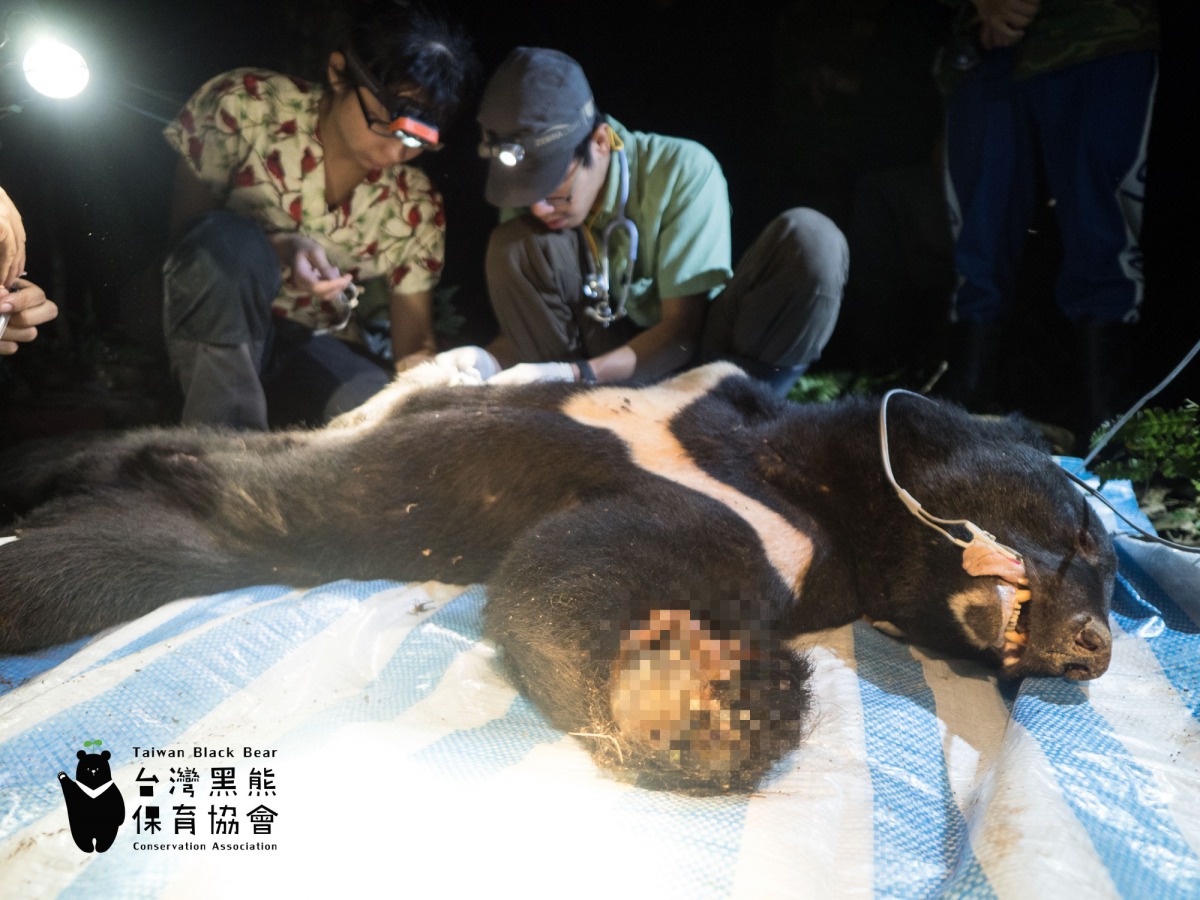 救援團隊緊急將台灣黑熊麻醉並為牠處理傷口。圖片經馬賽克處理，台灣黑熊保育協會/提供