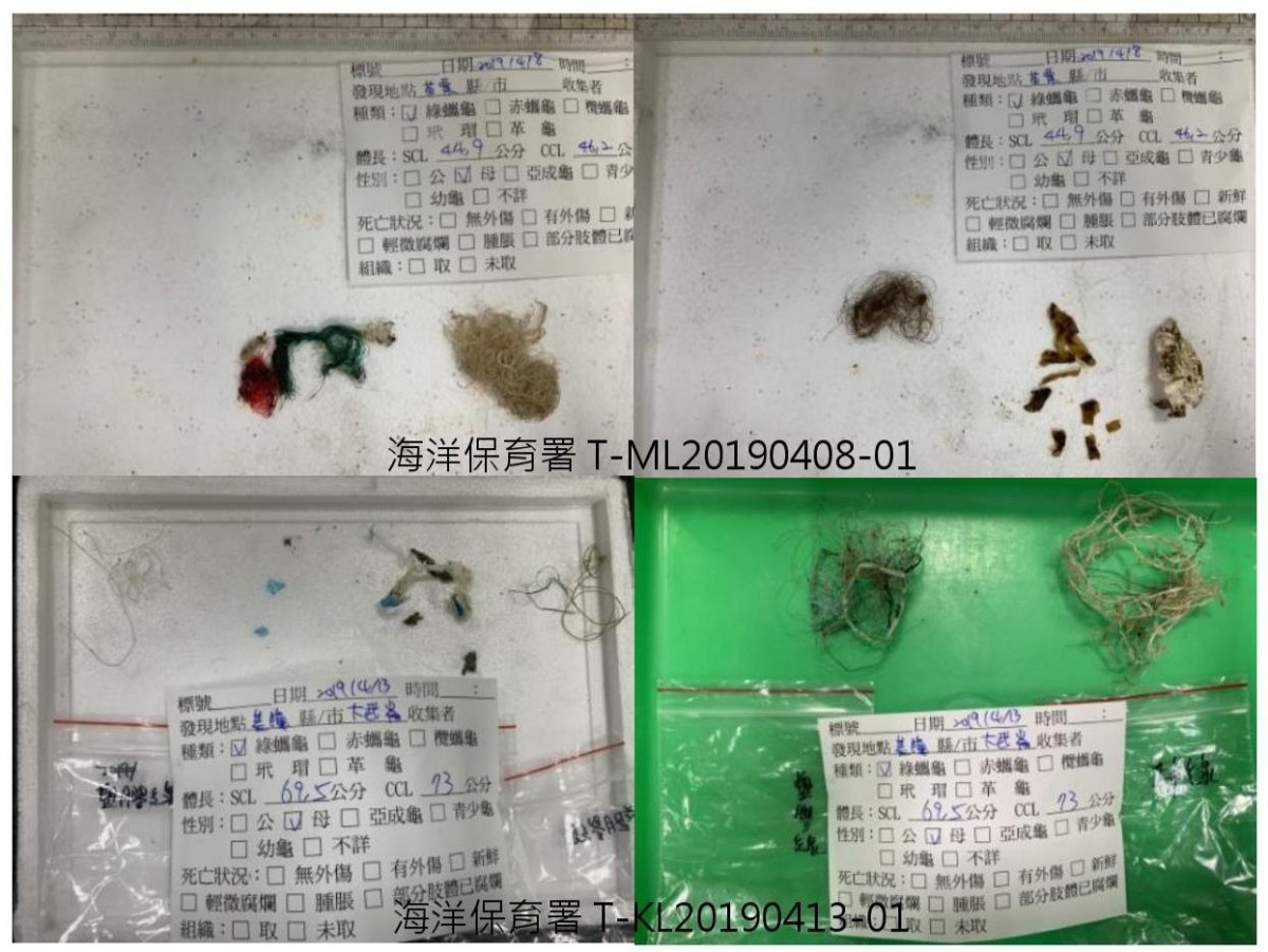 上半年度共有48隻死亡擱淺海龜接受解剖，其中26隻海龜的消化道內有人造廢棄物，比例約為54%。翻攝自第二季海龜擱淺報告