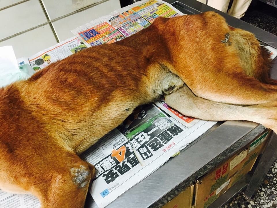 原本應該至少30公斤的大型犬，只剩不到20公斤。張同學/提供