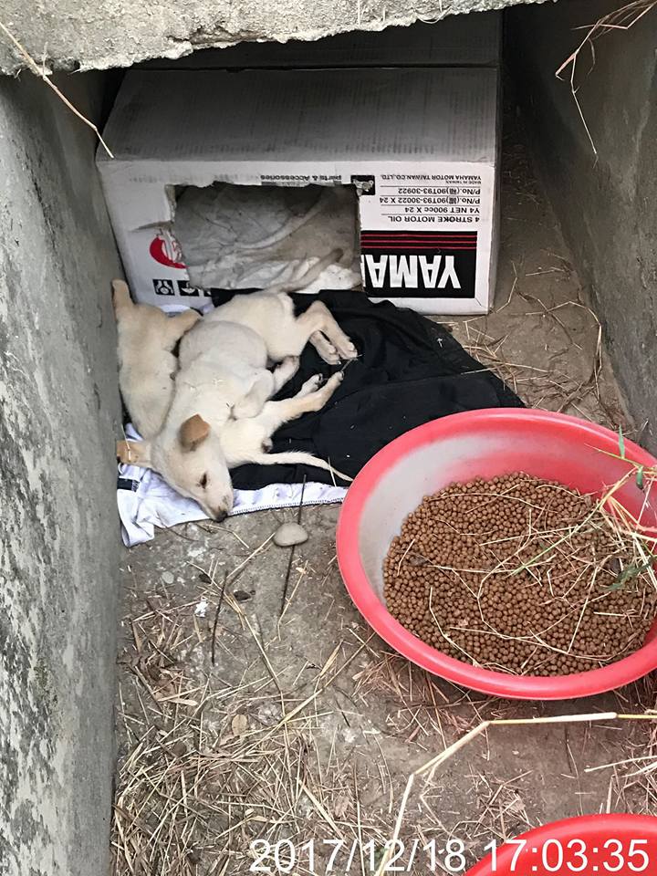 2隻幼犬疑似遭人棄養，短短1天內已冷死在寒風中。張先生/提供