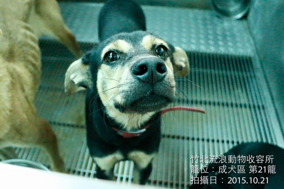 一開始，丸子是從各地收容所的網站上挑選適合作畫的照片。丸子/提供